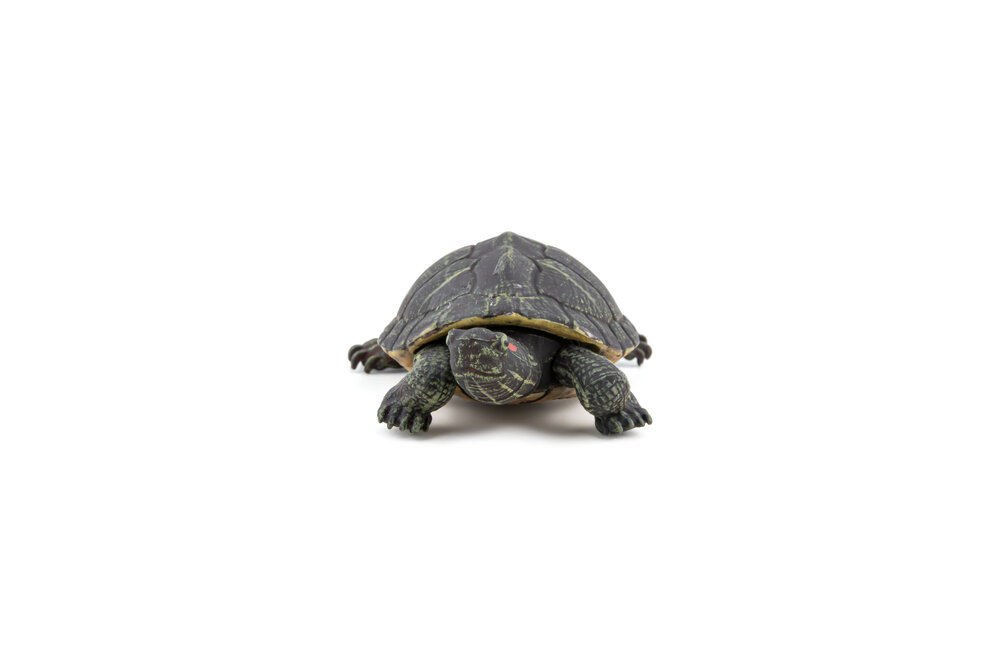 Papo 50309 Florida Schildpad