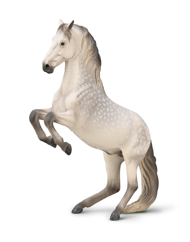 Lipizzaner Stallion Dapple grey van Collecta