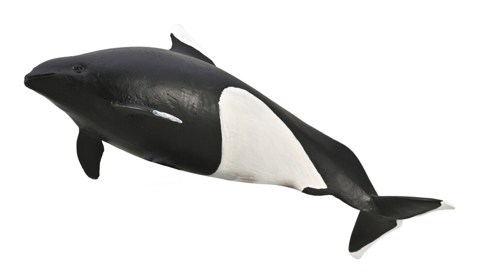 Dall's Porpoise van Collecta