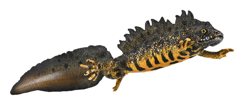 Great Crested Newt van Collecta