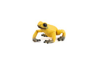 Papo 50174 Equatoriale gele Kikker