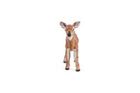 Papo 50219 Witstaart ree kalf