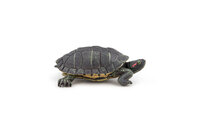 Papo 50309 Florida Schildpad
