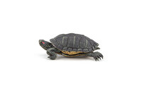 Papo 50309 Florida Schildpad