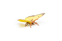 Papo 50288 Gele Vlinder