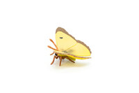 Papo 50288 Gele Vlinder