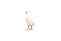 Papo 51192 Witte Pauw