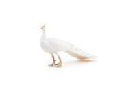 Papo 51192 Witte Pauw