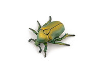 Papo 50290 Gouden kever