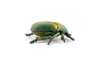Papo 50290 Gouden kever