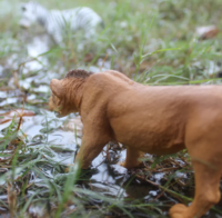 Safari 104992 Adolescente Leeuw