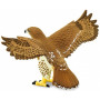 Safari 151029 Red Tailed Hawk
