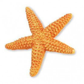 Safari 276829 Starfish