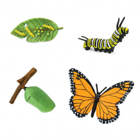 Safari 622616 Levenscyclus van de vlinder