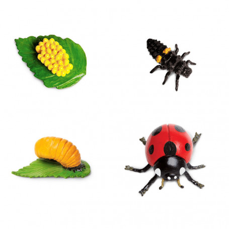 Safari 662816 Life Cycle of a Ladybug