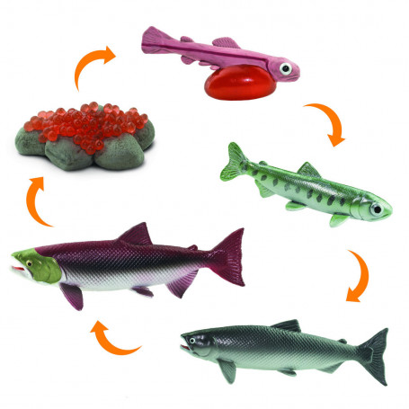 Safari 100267 Life Cycle of a Salmon