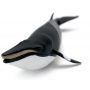 Safari 100413 Baleine de Minke
