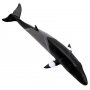 Safari 100413 Baleine de Minke